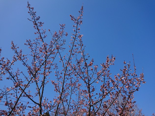 桜が咲きました