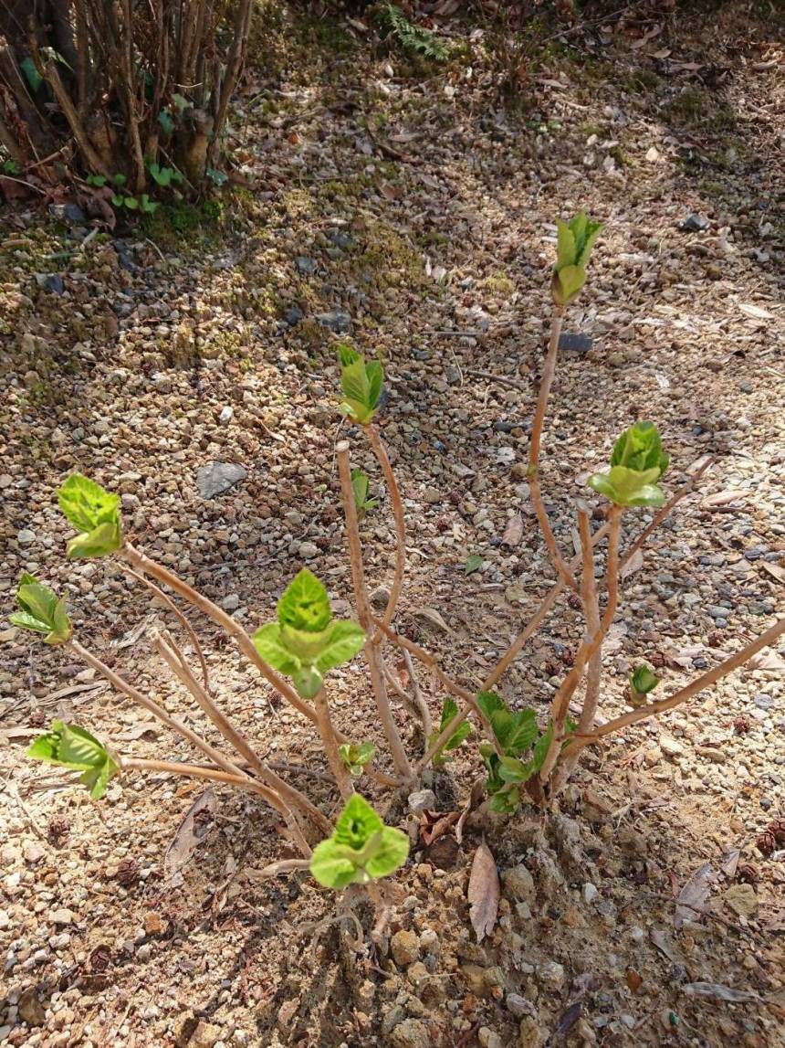 アジサイの新芽が出ています