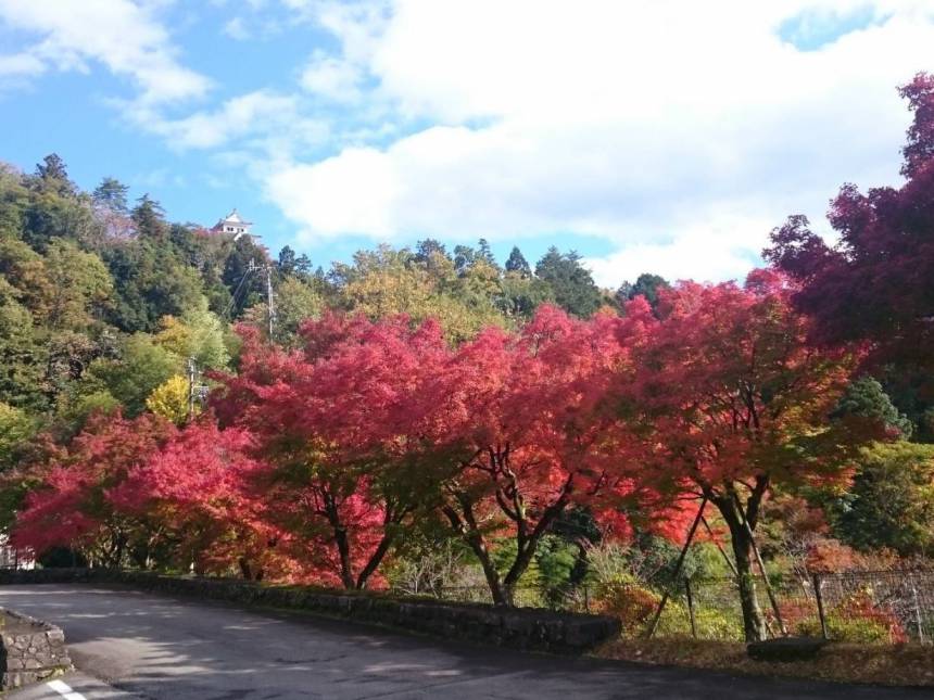 昨年の紅葉の様子