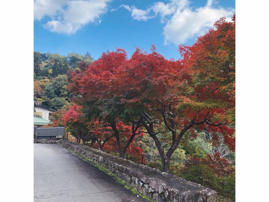 本日の紅葉の様子です