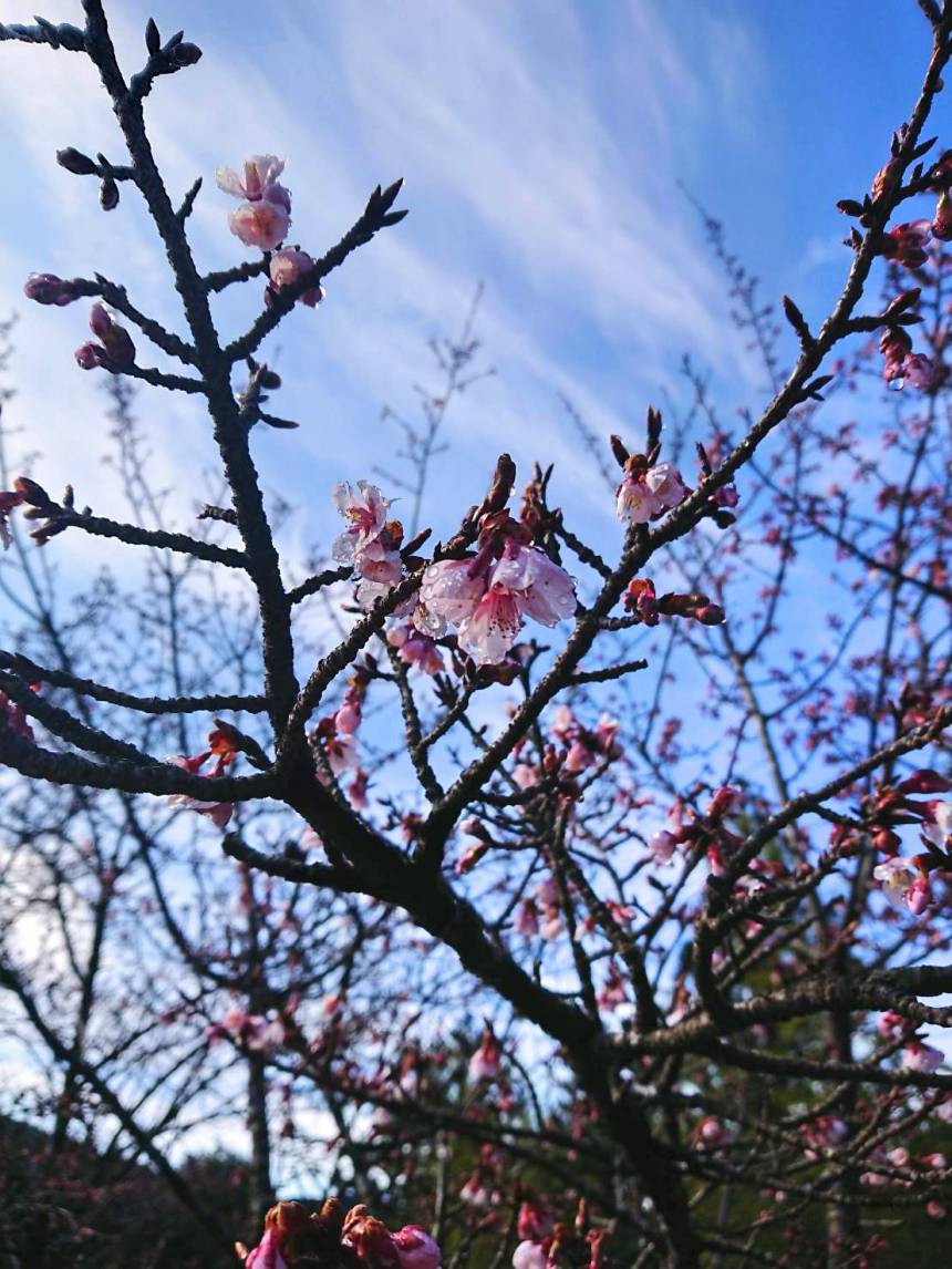 郡上八幡のひなまつり・・・