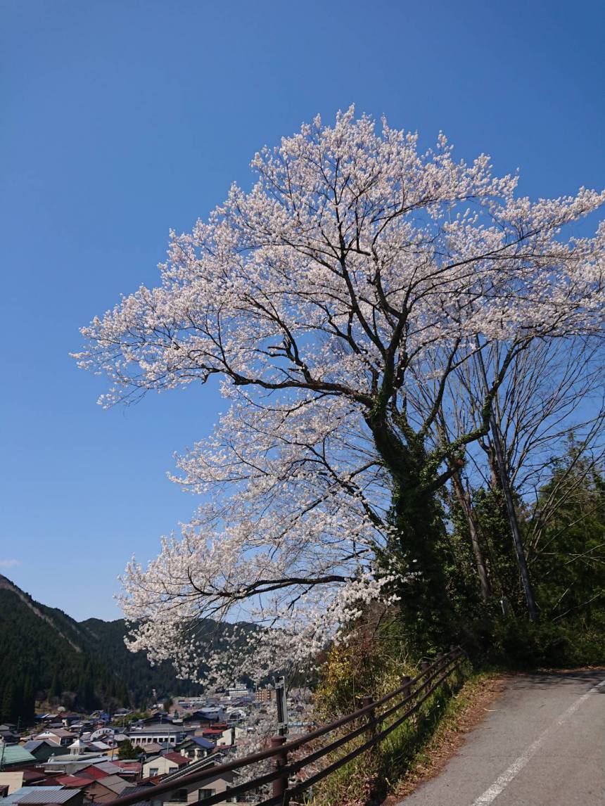 過去の開花の様子　①