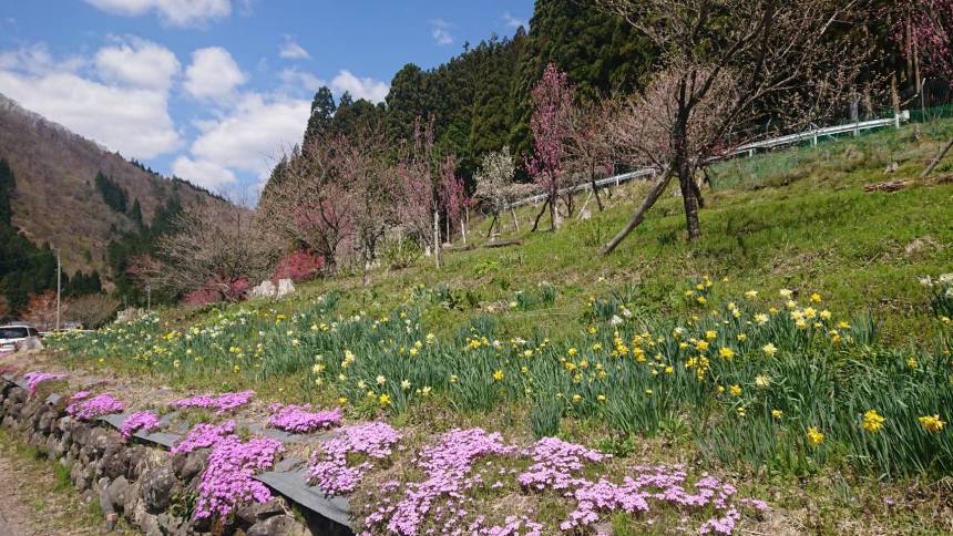 國田家の芝桜🌸