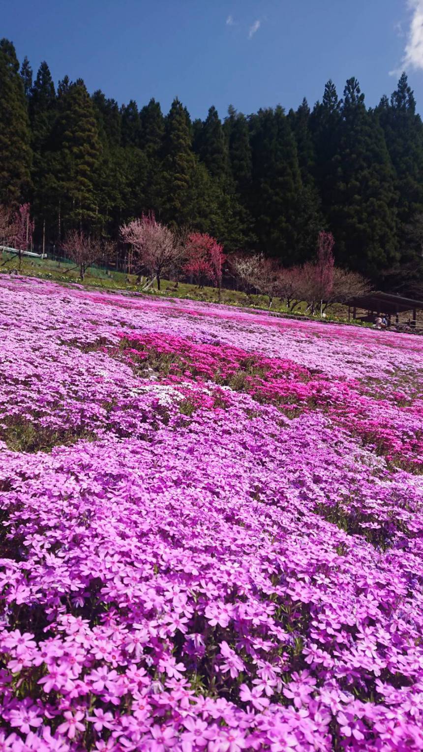 國田家の芝桜🌸