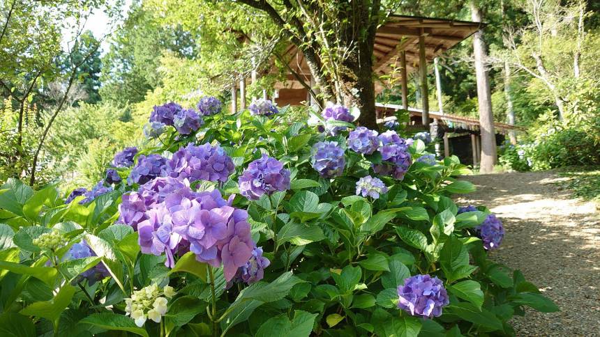 紫陽花を観賞する穴場をご紹介(✿*╹ᴗ╹*)