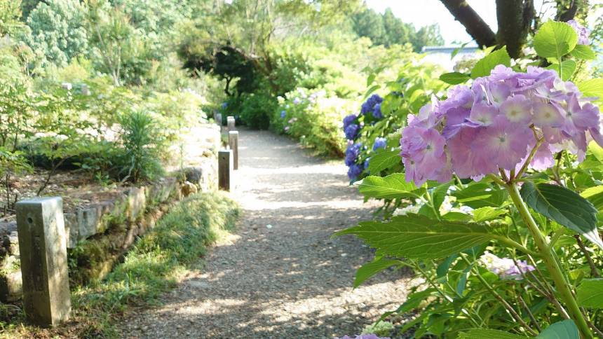 紫陽花を観賞する穴場をご紹介(✿*╹ᴗ╹*)