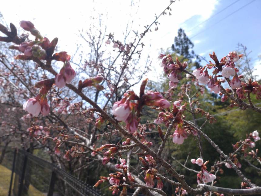 敷地内の桜が咲きました
