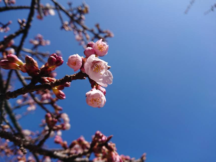 桜が咲きました