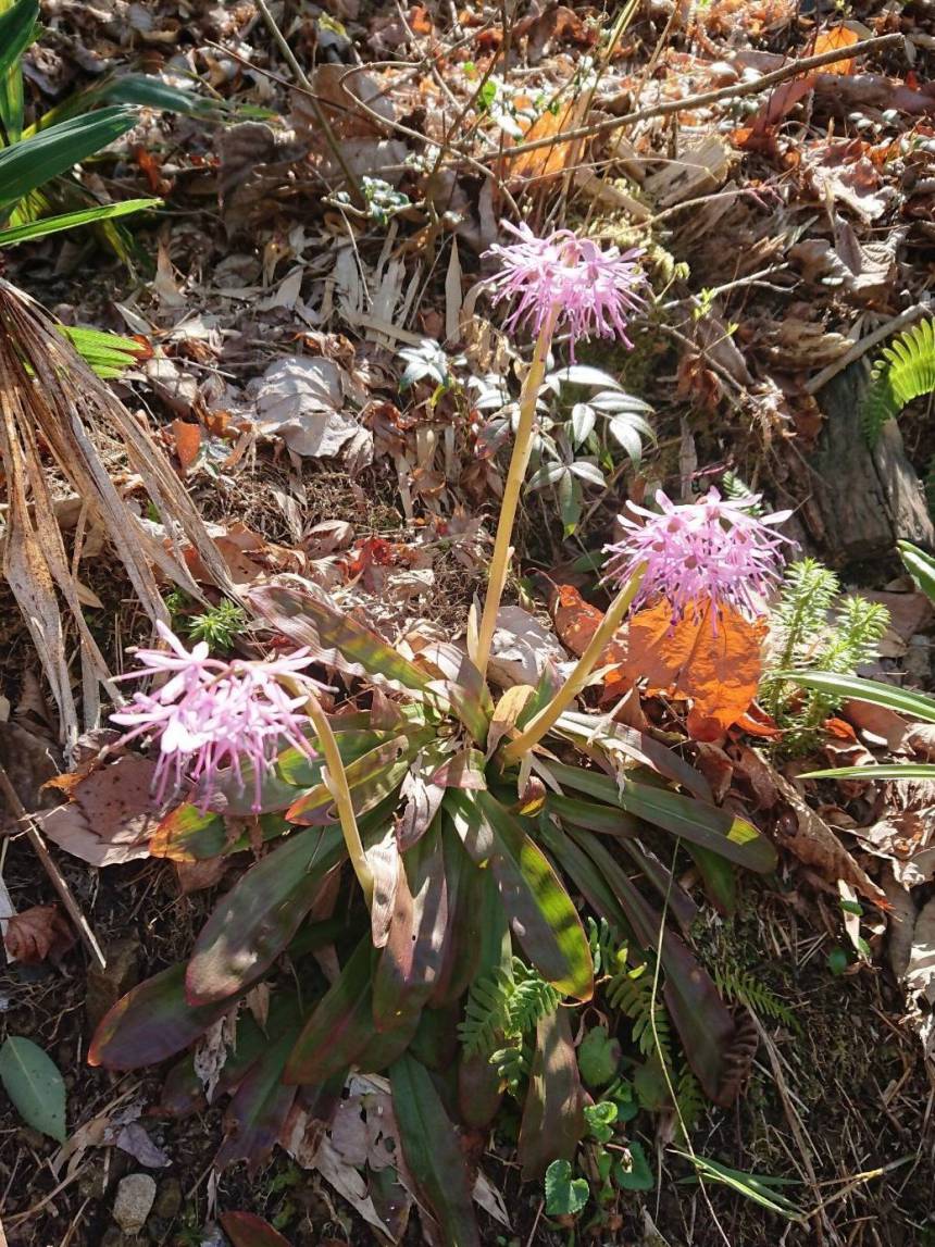 山野草のショウジョウバカマ