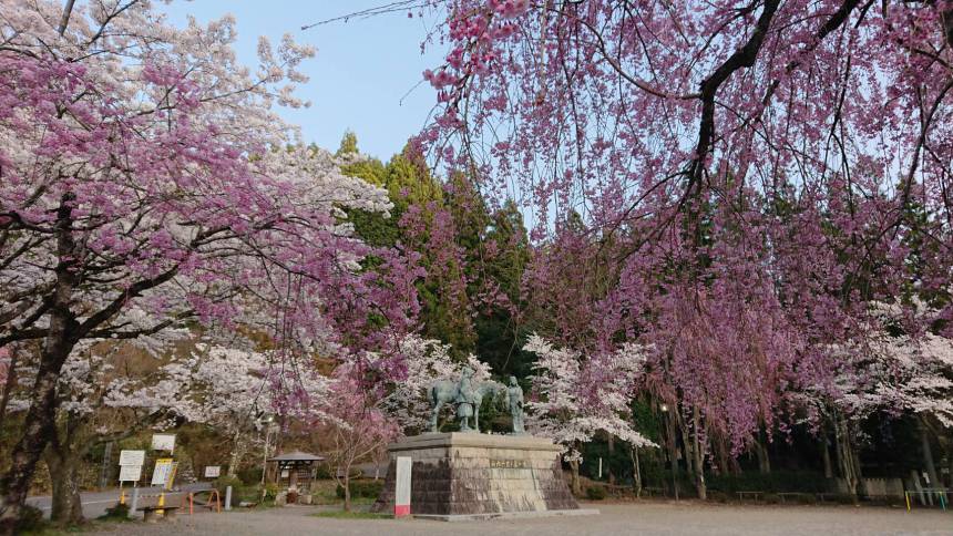 過去の開花の様子　②