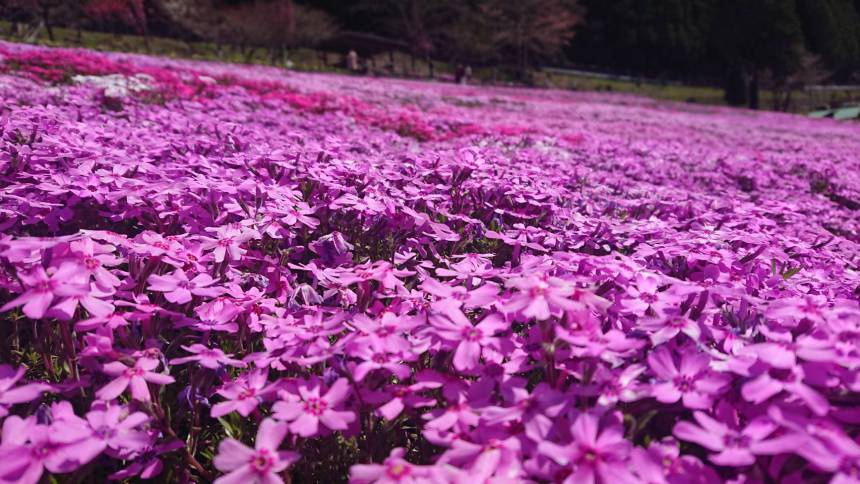 國田家の芝桜🌸