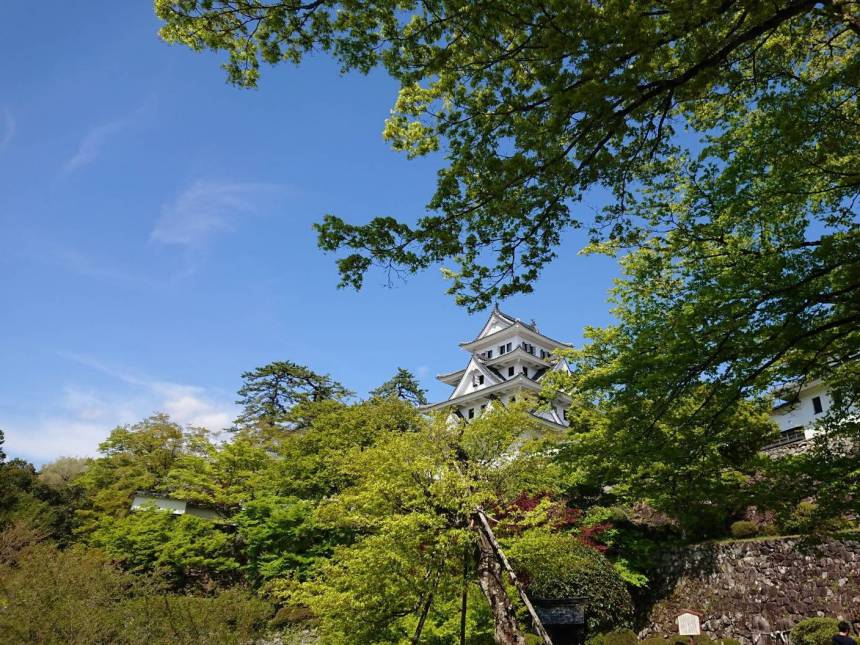 新緑に囲まれた郡上八幡城