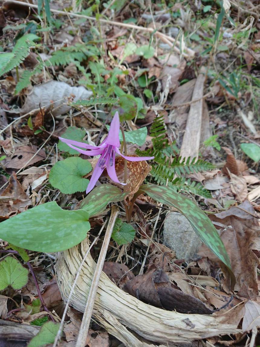 山野草のカタクリ