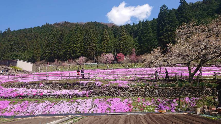 國田家の芝桜🌸